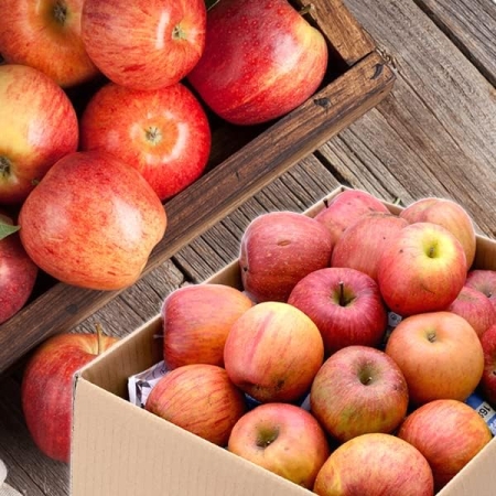 San Tsugaru Apples from Yamagata Prefecture